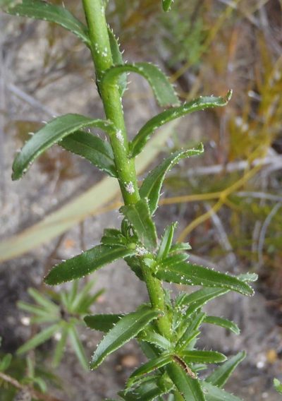 Lobostemon paniculatus, photographed by Nicola van Berkel