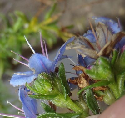 Lobostemon paniculatus, photographed by Nicola van Berkel