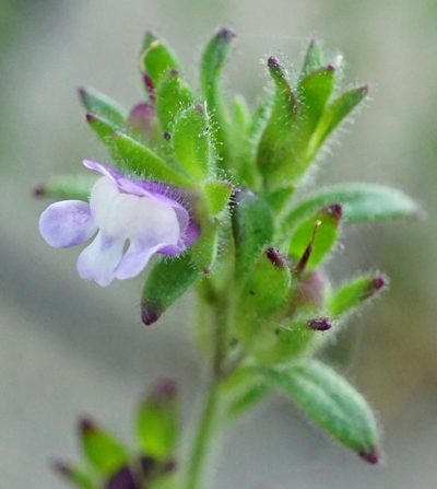 Chaenorhinum litorale, photographed by Patrick Hacker