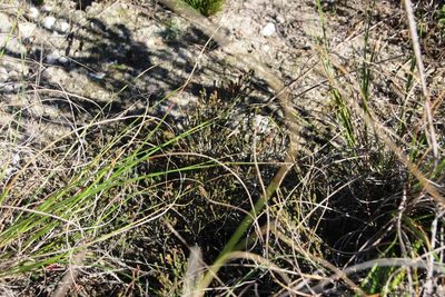 Ficinia overbergensis, photographed by Tony Rebelo