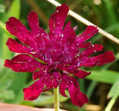 Knautia macedonica, photographed by Patrick Hacker