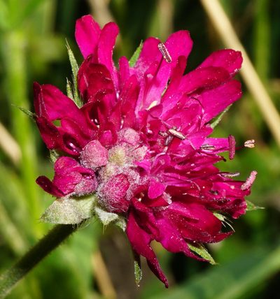 Knautia macedonica, photographed by Patrick Hacker