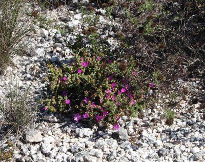 Drosanthemum quadratum, photographed by Tony Rebelo