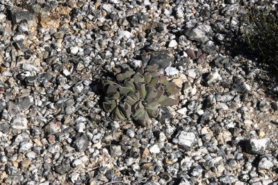 Gibbaeum hartmannianum, photographed by Tony Rebelo