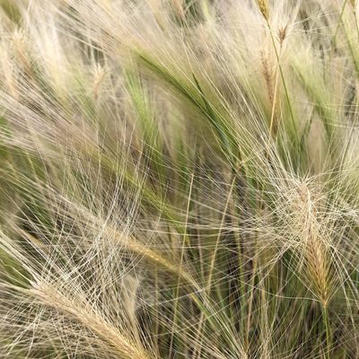 Hordeum jubatum, photographed by Clifton Ladd, C.W.B.