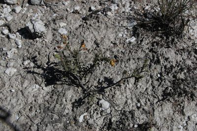 Hermannia trifoliata, photographed by Tony Rebelo