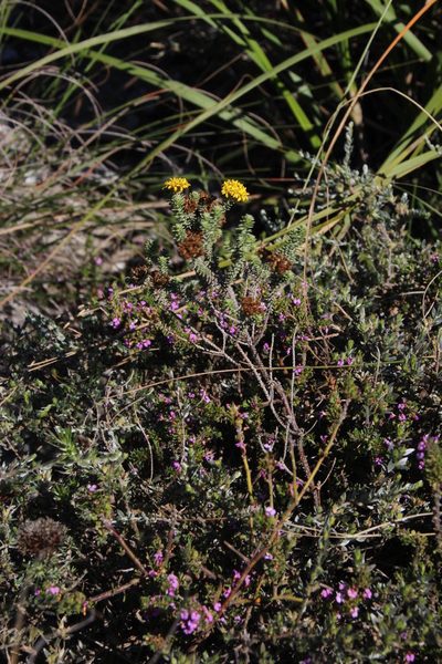 Oedera garnotii, photographed by Tony Rebelo