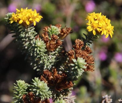 Oedera garnotii, photographed by Tony Rebelo