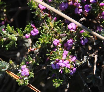 Muraltia rhamnoides, photographed by Tony Rebelo