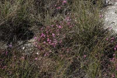 Acmadenia macropetala, photographed by Tony Rebelo