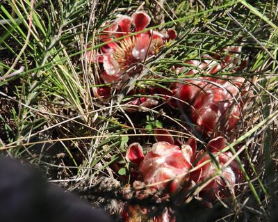 Protea decurrens, photographed by Tony Rebelo