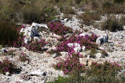 Gibbaeum hartmannianum, photographed by Tony Rebelo