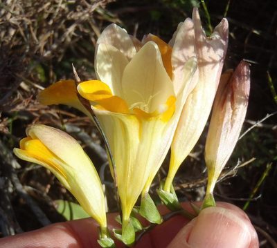 Freesia fergusoniae, photographed by Nicola van Berkel