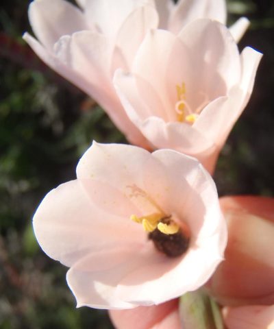Watsonia laccata, photographed by Nicola van Berkel