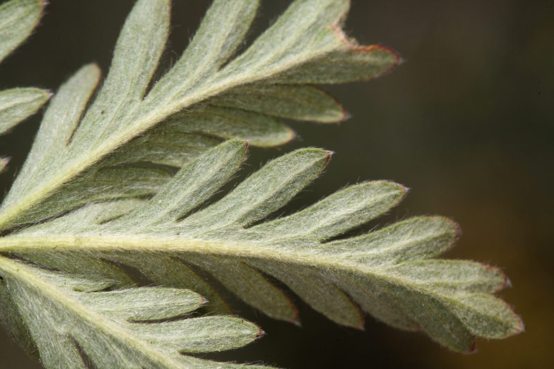 Potentilla jepsonii, photographed by Steve Matson