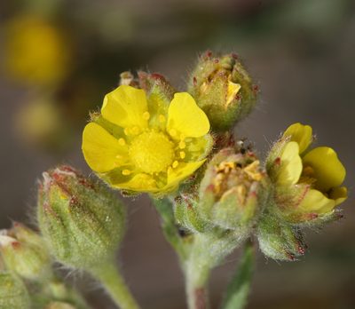 Potentilla jepsonii, photographed by Steve Matson