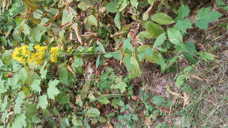Solidago squarrosa, photographed by Loopy30