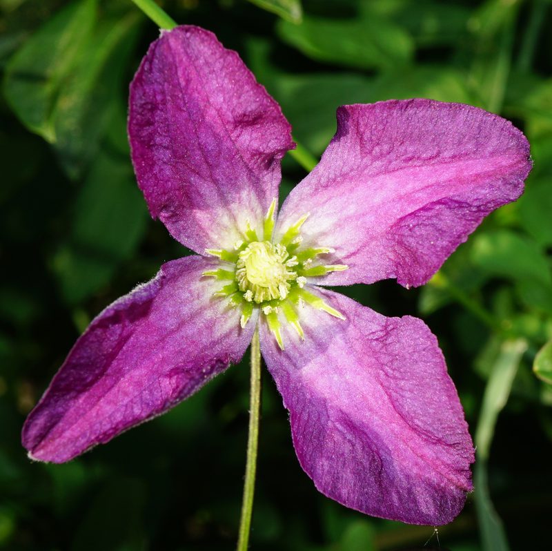 Clematis viticella, photographed by Patrick Hacker