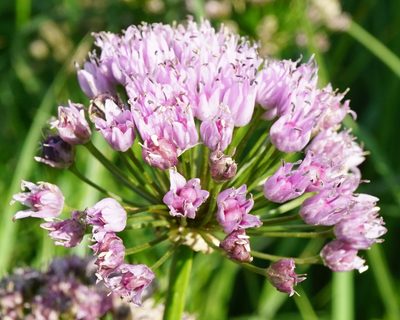 Allium angulosum, photographed by Patrick Hacker