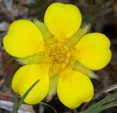 Potentilla millefolia, photographed by Steve Matson