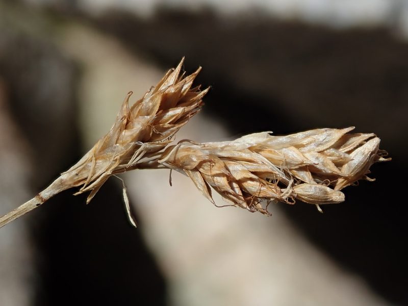 Carex phaeocephala, photographed by Nolan Exe