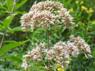 Eutrochium fistulosum, photographed by Surly Aardvark