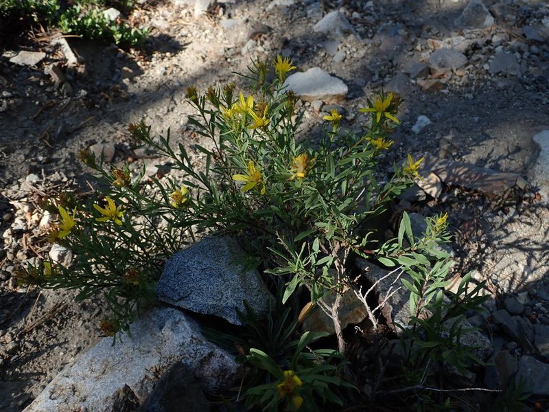 Ericameria greenei, photographed by Nolan Exe