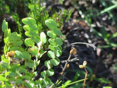 Cliffortia pulchella, photographed by Di Turner