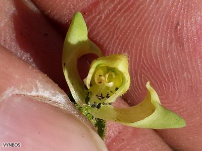Disperis villosa, photographed by Chris Vynbos