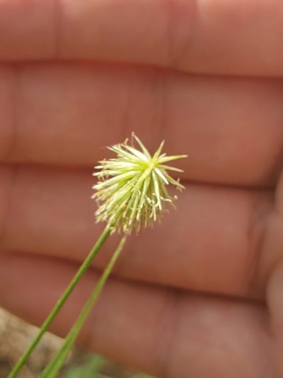Cyperus plukenetii, photographed by Joshua Soileau