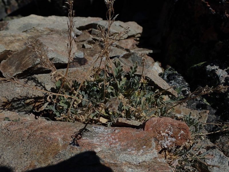 Smelowskia americana, photographed by Nolan Exe