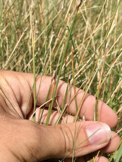 Eleocharis rostellata, photographed by Rose Zappa