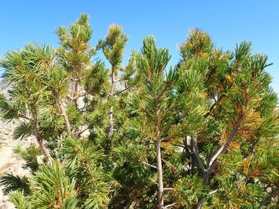 Pinus albicaulis, photographed by Nolan Exe