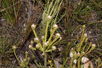 Leucadendron sorocephalodes, photographed by Brian du Preez