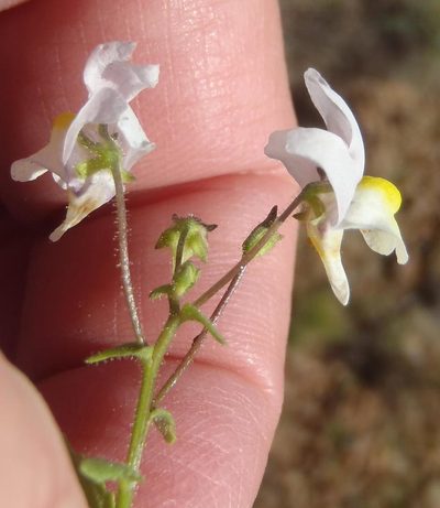 Nemesia ligulata, photographed by Nicola van Berkel