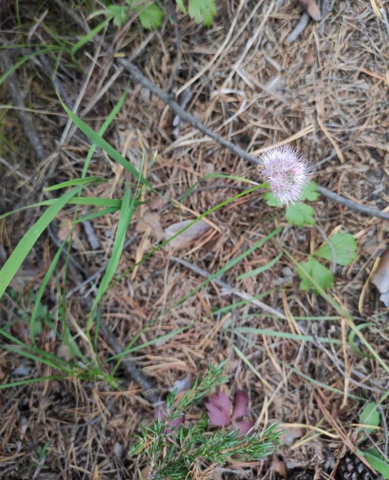 Allium splendens, photographed by Юлия