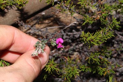 Indigofera vlokii, photographed by Brian du Preez
