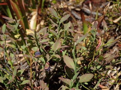 Vaccinium scoparium, photographed by Nolan Exe
