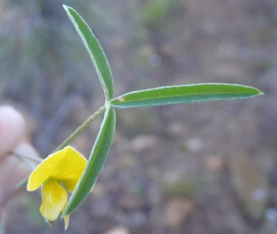 Argyrolobium rarum, photographed by Nicola van Berkel