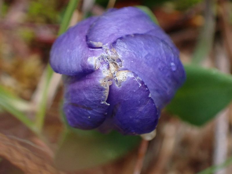Gentiana sceptrum, photographed by Randal