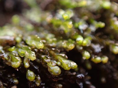 Gymnocolea inflata, photographed by Randal
