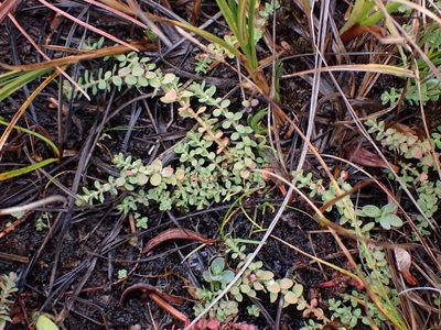 Hypericum anagalloides, photographed by Randal