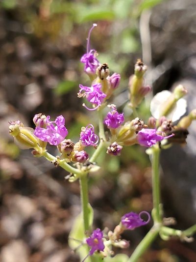 Acleisanthes chenopodioides, photographed by Craig Martin