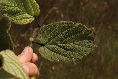 Hermannia transvaalensis, photographed by Robert Taylor