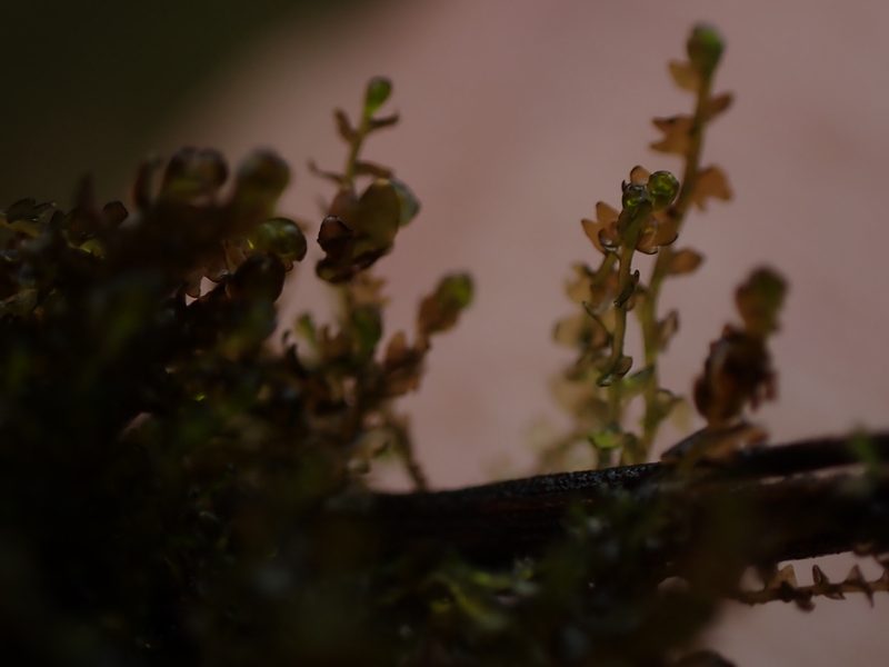 Gymnocolea inflata, photographed by Randal