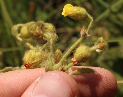 Hermannia transvaalensis, photographed by Robert Taylor