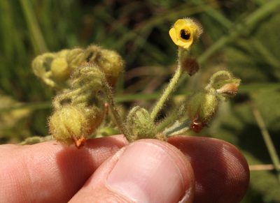 Hermannia transvaalensis, photographed by Robert Taylor