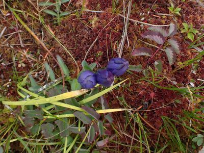Gentiana sceptrum, photographed by Randal