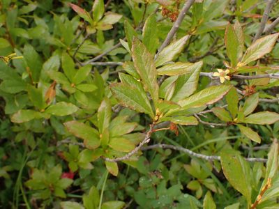 Rhododendron albiflorum, photographed by Randal