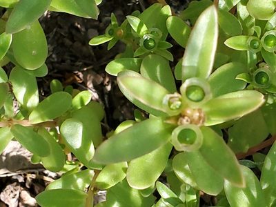 Portulaca umbraticola, photographed by Craig Martin